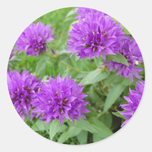 Sticker Rond fleurs violettes (Devant)