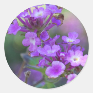 Sticker Rond Fleurs violettes