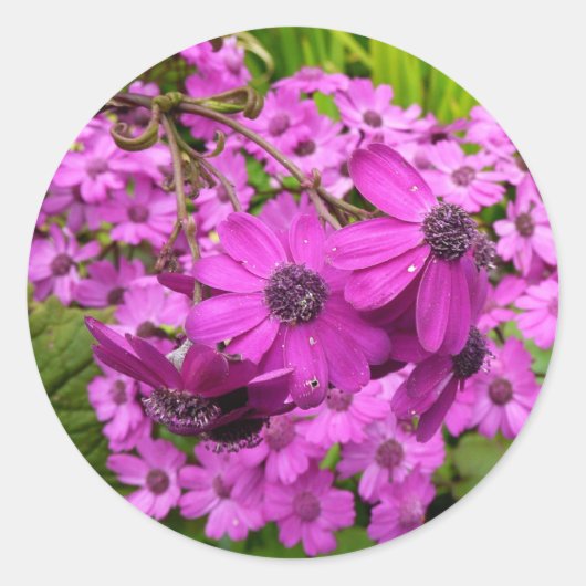 Sticker Rond Fleurs violettes de San Francisco (Devant)