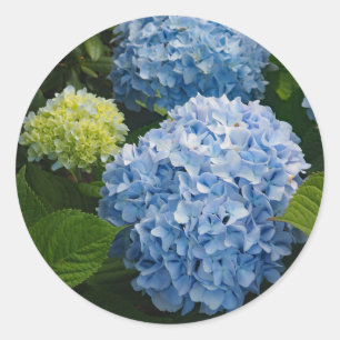 Sticker Rond Floral Blue Hydrangea Photo