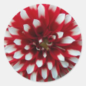 Sticker Rond Floral Dahlia rouge et blanc (Devant)