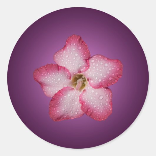 Sticker Rond Flore rose Adenium Violet rayé (Devant)