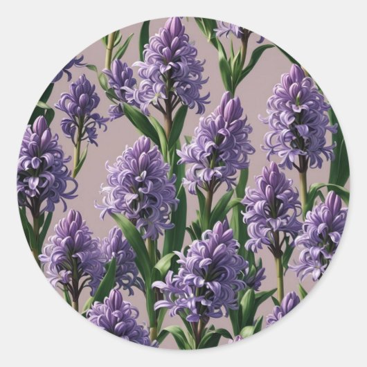 Sticker Rond Flores violettes hollandaises Hyacinth (Devant)