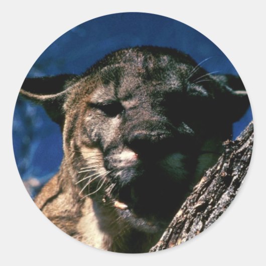 Sticker Rond Floride Panther (Devant)