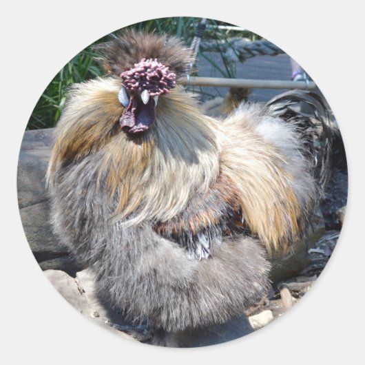 Sticker Rond Fluffy Charm Imperfection : Un Rooster Silky Uniqu (Devant)