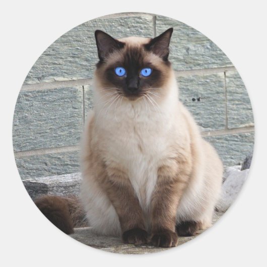 Sticker Rond Fluffy Chat aux yeux bleus (Devant)