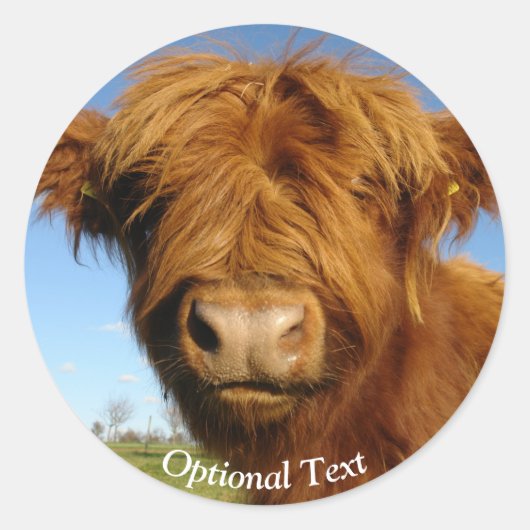 Sticker Rond Fluffy Scottish Highland Cow (Devant)