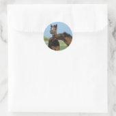 Sticker Rond Foals Jouer 2 (Sac)
