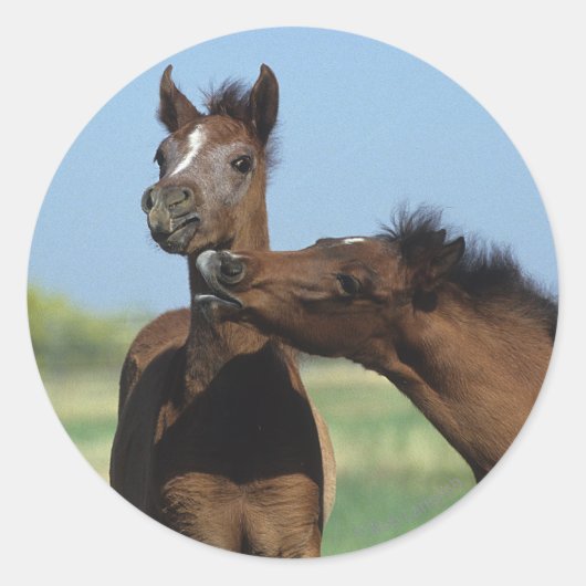 Sticker Rond Foals Jouer 2 (Devant)