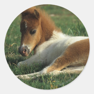 Sticker Rond Foie Miniature Pointé