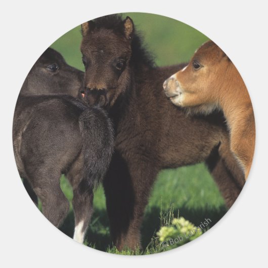 Sticker Rond Foies miniatures 1 (Devant)