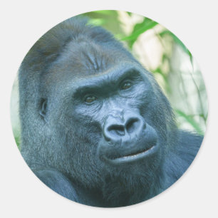 Sticker Rond Force inébranlable Silverback Gorilla Kito