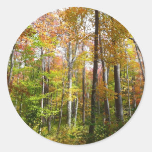 Sticker Rond Forêt d'automne I Photographie de paysage automnal