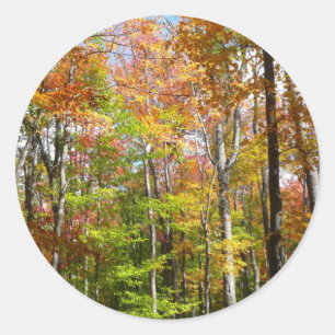 Sticker Rond Forêt d'automne II Photographie de paysage automna