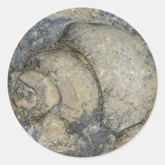 Sticker Rond Fossile