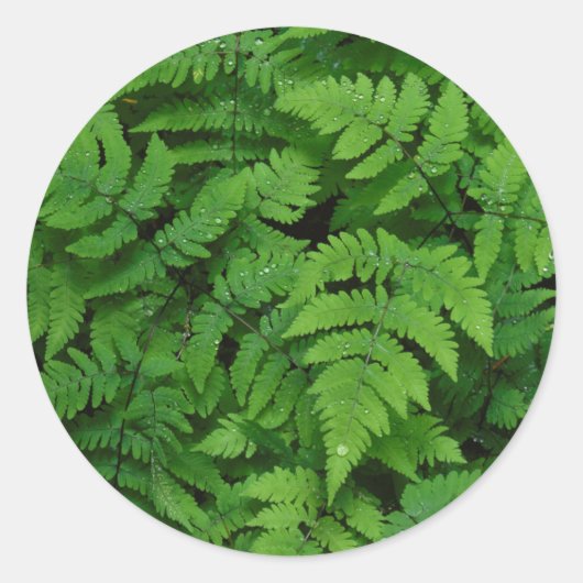 Sticker Rond Fougère bracken avec gouttes de pluie, État de Was (Devant)