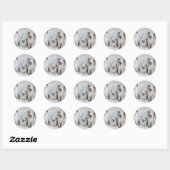 Sticker Rond Four Young Ragdoll cats sitting in a row (Feuille)