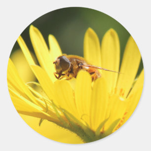 Sticker Rond Fourmi