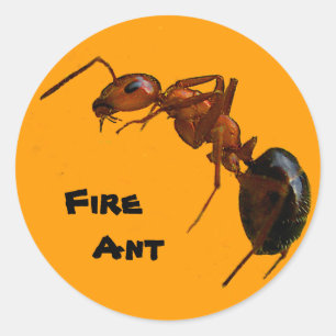 Sticker Rond Fourmi