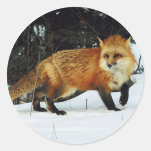 Sticker Rond Fox