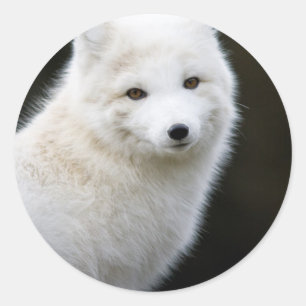 Sticker Rond Fox Artic