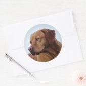 Sticker Rond Fox Red Labrador Gundog (Enveloppe)