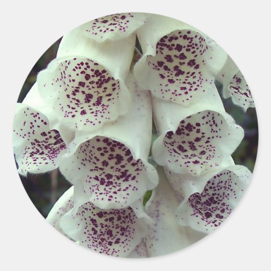 Sticker Rond Foxglove blanc (Devant)