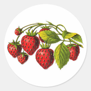 Sticker Rond Fraises fraîches