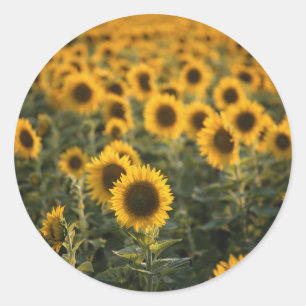 Sticker Rond France, Vaucluse, champ de tournesols