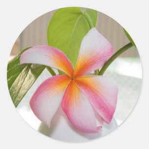 Sticker Rond Frangi Panni