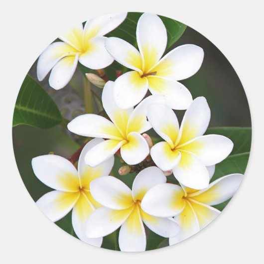 Sticker Rond Frangipani (Devant)
