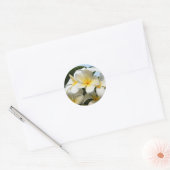 Sticker Rond Frangipani Bliss (Enveloppe)