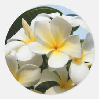 Sticker Rond Frangipani Bliss