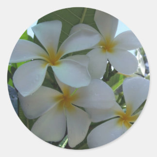 Sticker Rond Frangipani presque comestible