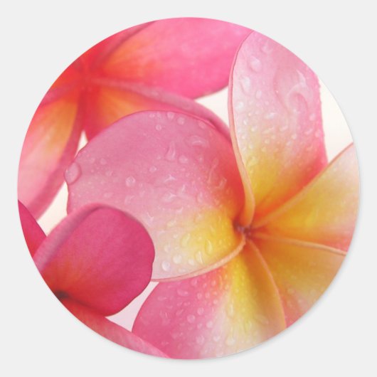 Sticker Rond Frangipani rose (Devant)