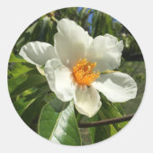 Sticker Rond Franklinia alatamaha (Devant)