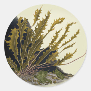 Sticker Rond Front de Tidal