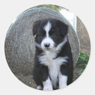 Sticker Rond Frontière Collie Puppy Farm Life,