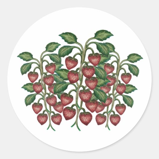 Sticker Rond Frutillas (Devant)