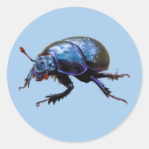 Sticker Rond Fumier Dor Beetle Blue Fumier Bug
