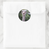 Sticker Rond Funny Ostrich (Sac)