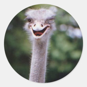 Sticker Rond Funny Ostrich