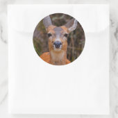 Sticker Rond Funny Young Blacktail Deer sourit à un photographe (Sac)