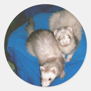 Sticker Rond furets de festin