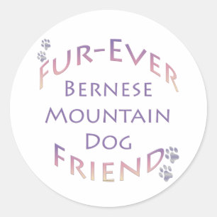 Sticker Rond Furever de chien de montagne bernois