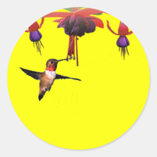 Sticker Rond Fushia et colibri