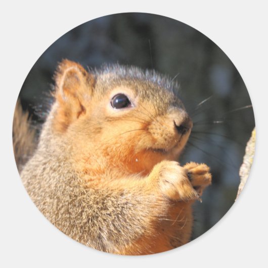 Sticker Rond Fuzzy (Devant)