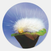 Sticker Rond Fuzzy White Caterpillar (Devant)