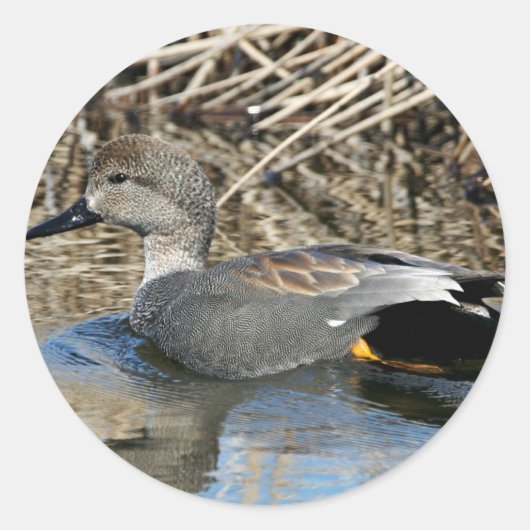 Sticker Rond Gadwall Drake (Devant)