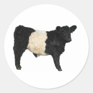 Sticker Rond Galloway Steer Cutout